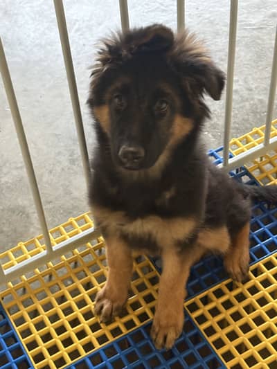 Pink pedigree Black and Tan female pup