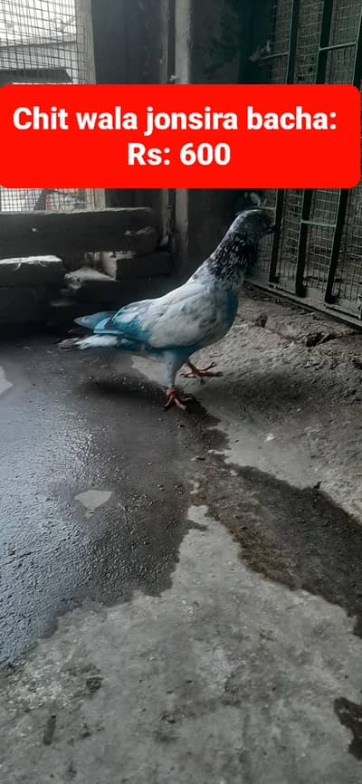 High flying pigeons for sale/ kabuter for sale