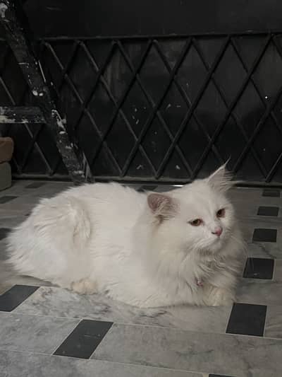 Male Persian Cat