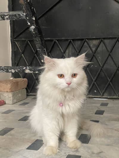 Male Persian Cat