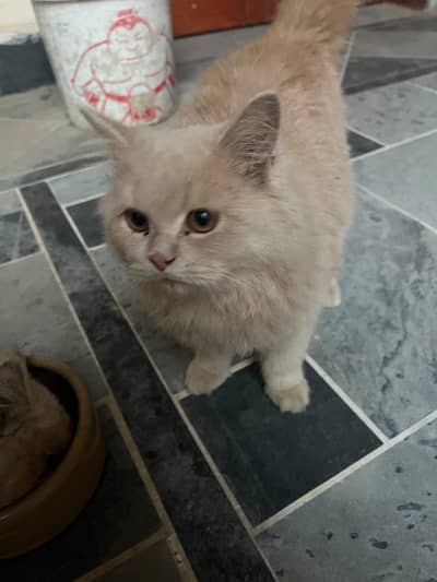 Persian  kitten triple coat light cream color