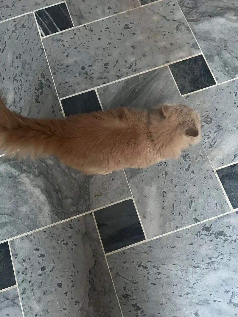 Persian  kitten triple coat light cream color — photo 2