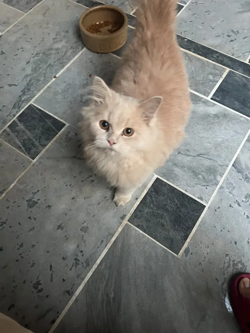 Persian  kitten triple coat light cream color — photo 3