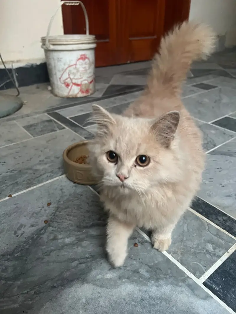 Persian  kitten triple coat light cream color — photo 4