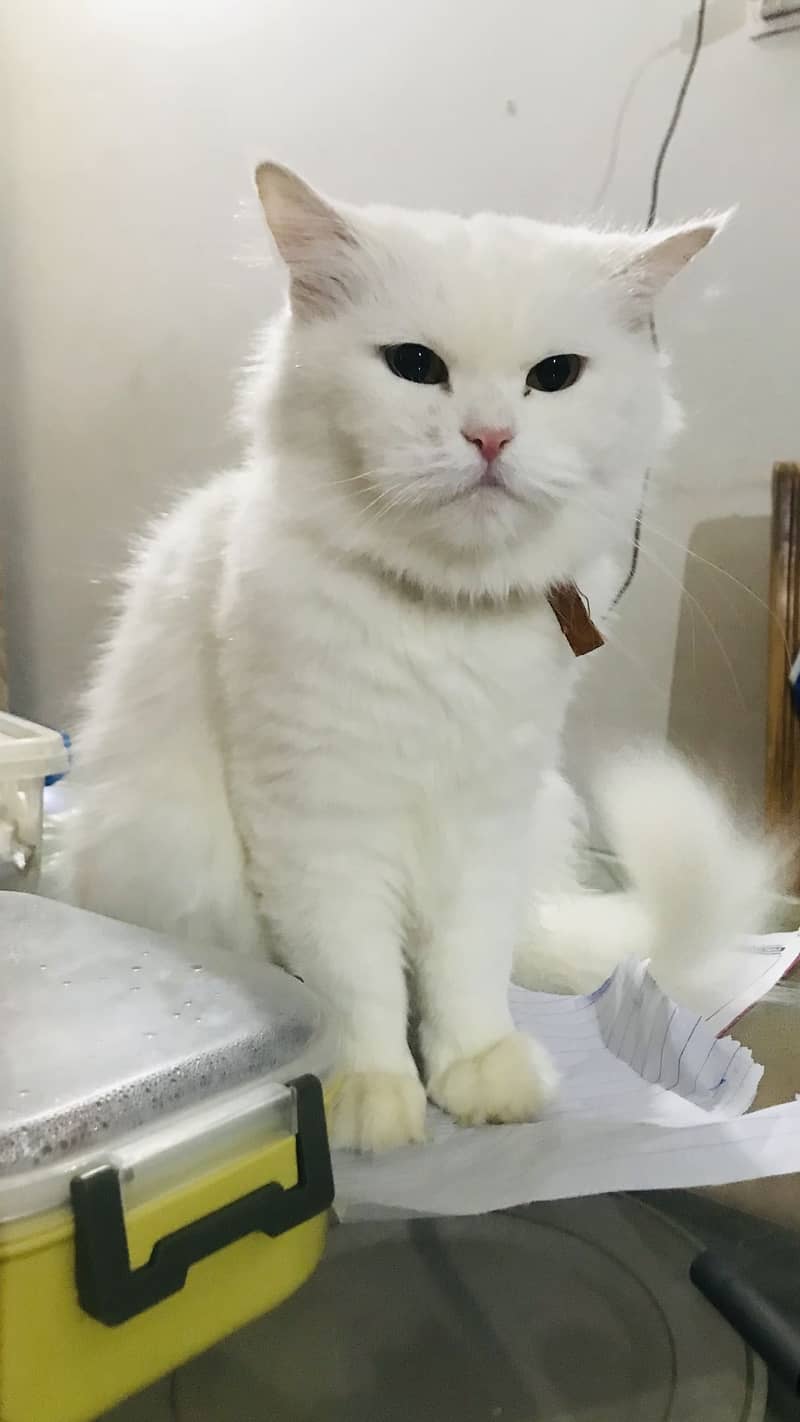 Persian cat 0