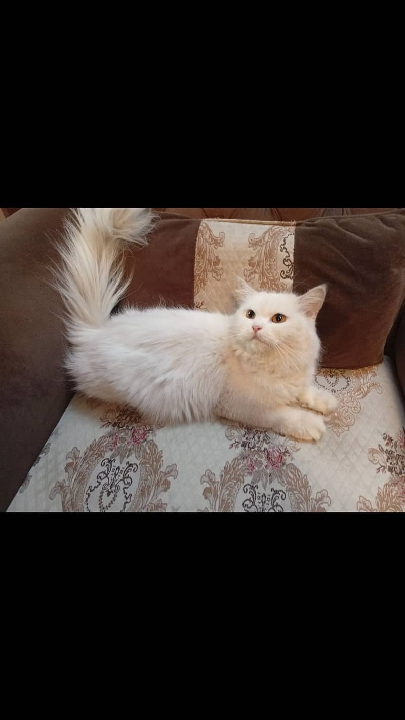 Persian cat 1