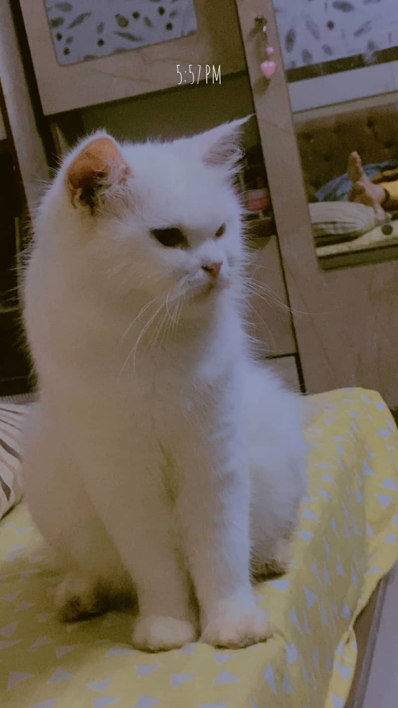 Persian cat 2