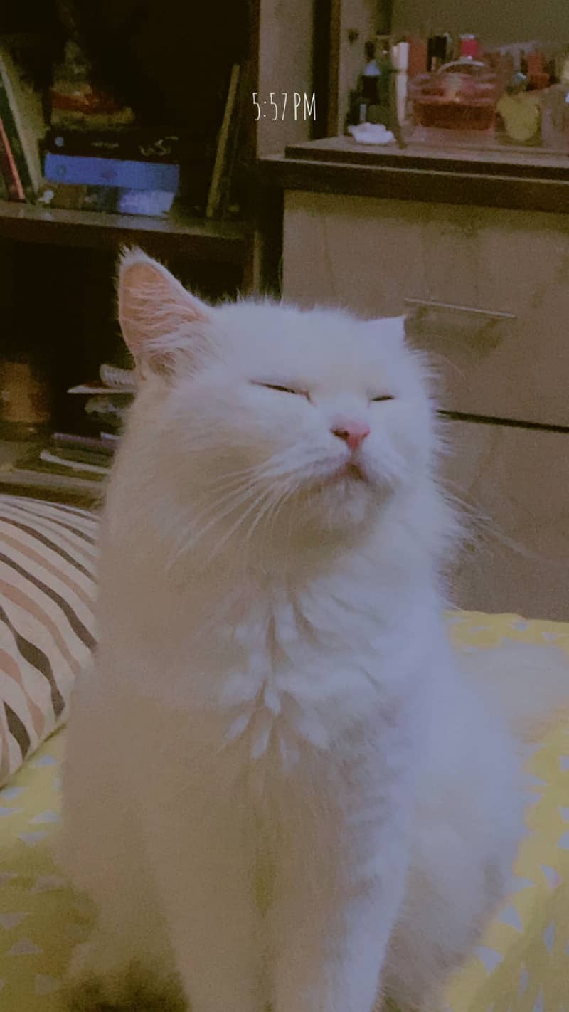 Persian cat 3