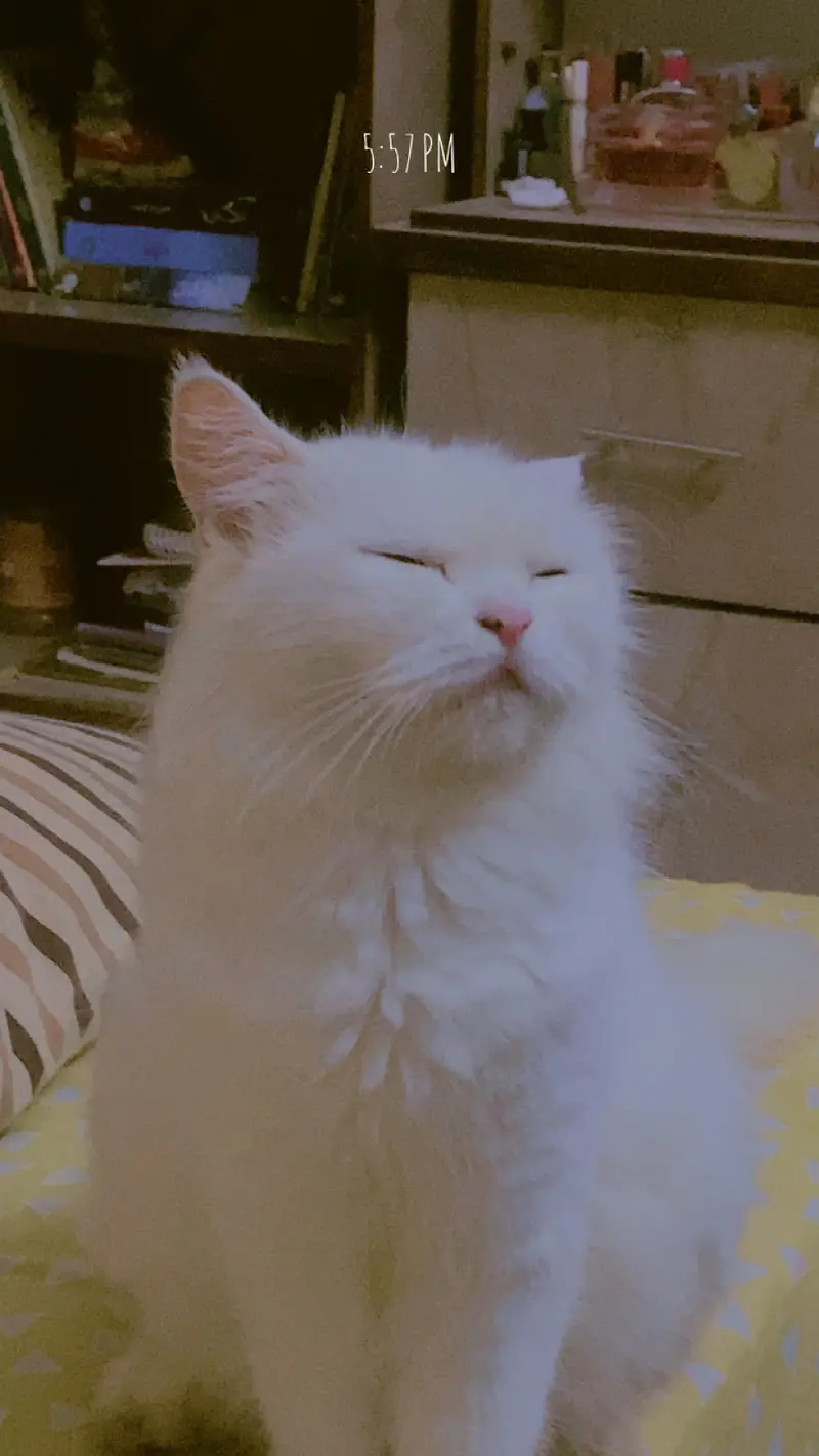 Persian cat — photo 4