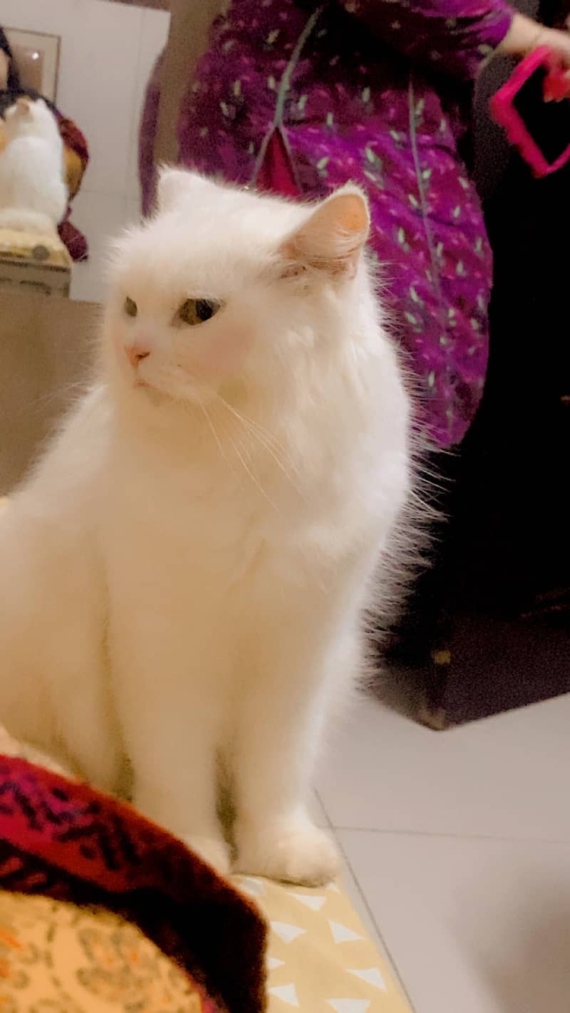 Persian cat 4
