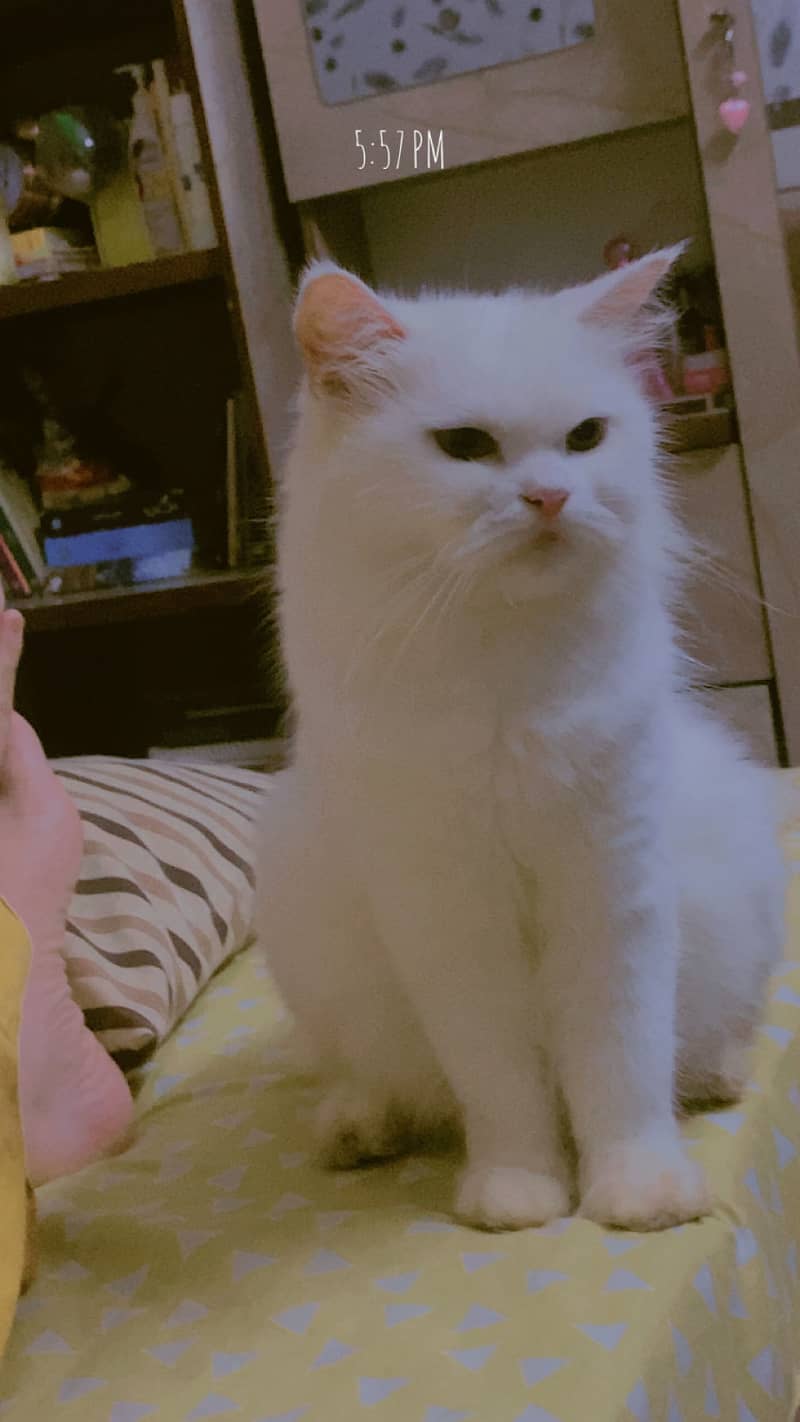 Persian cat 5