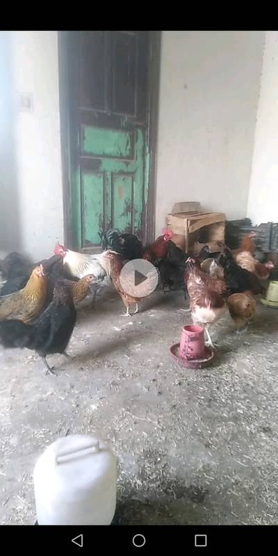 Golden misri hen available for selling