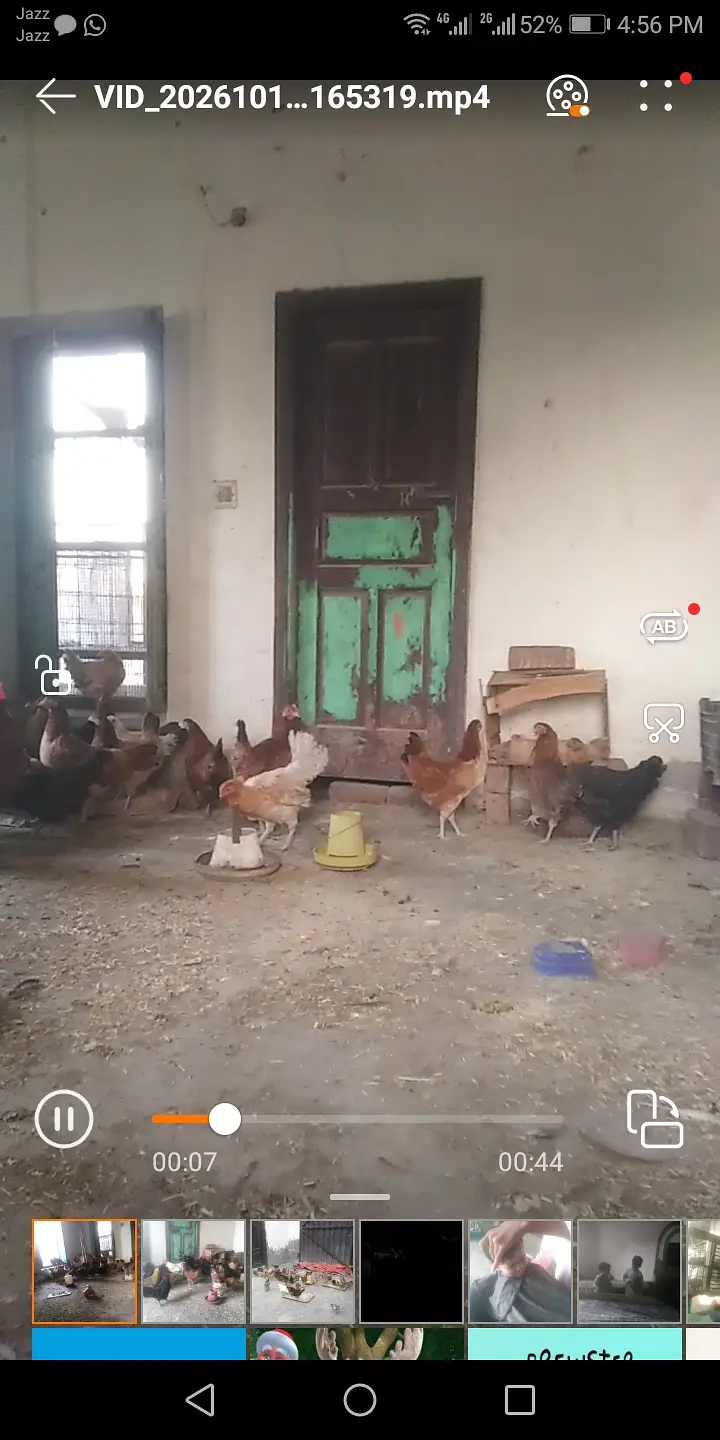 Golden misri hen available for selling — photo 4