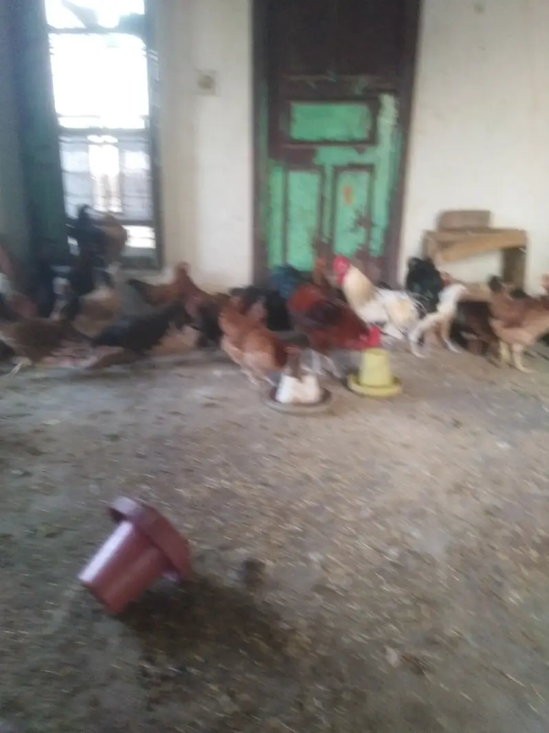 Golden misri hen available for selling — photo 5