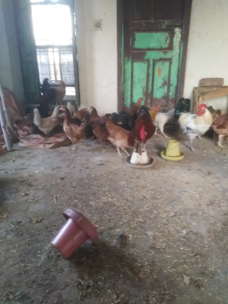 Golden misri hen available for selling — photo 6