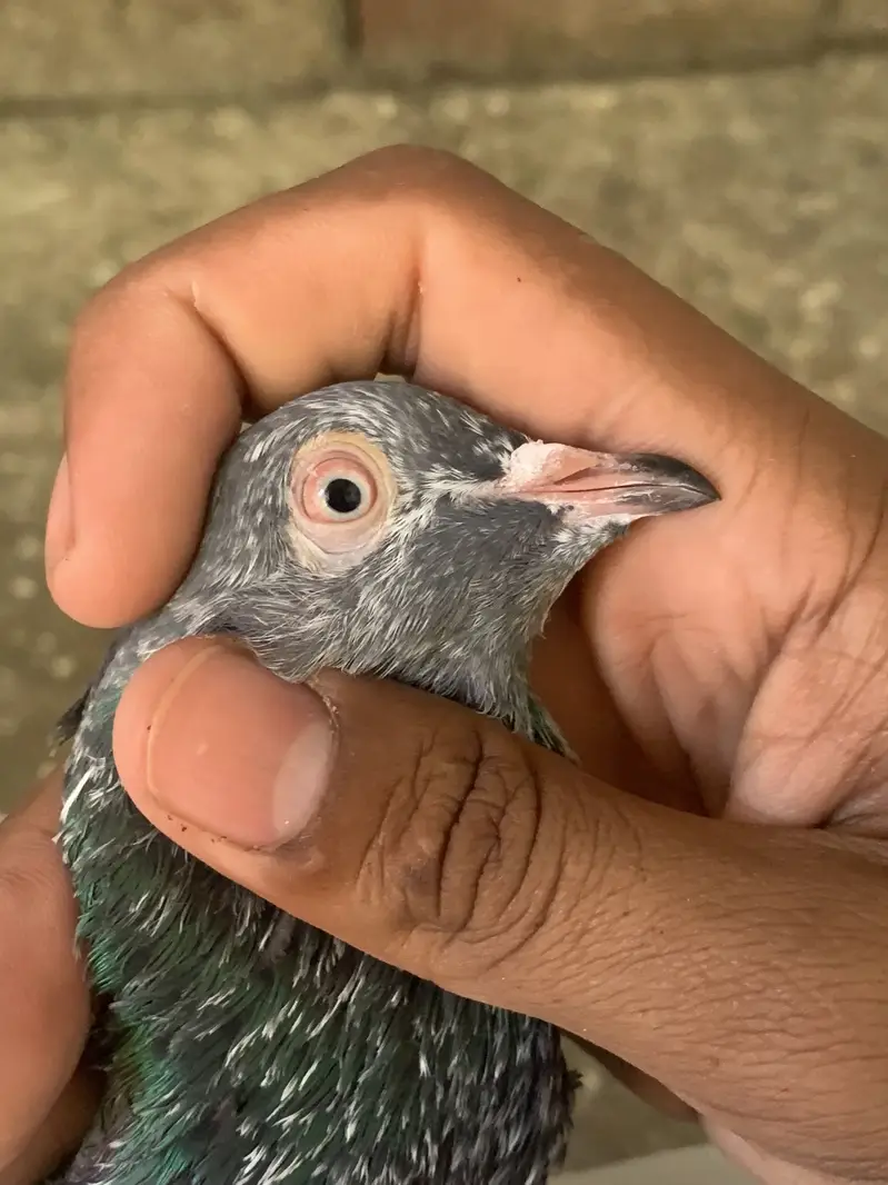 Zeera Golden male — photo 2