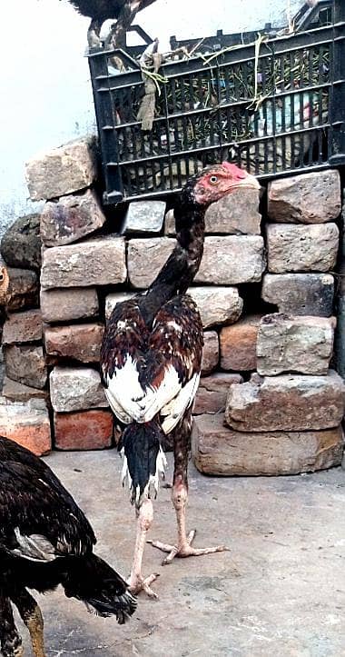 aseel mianwali for sale