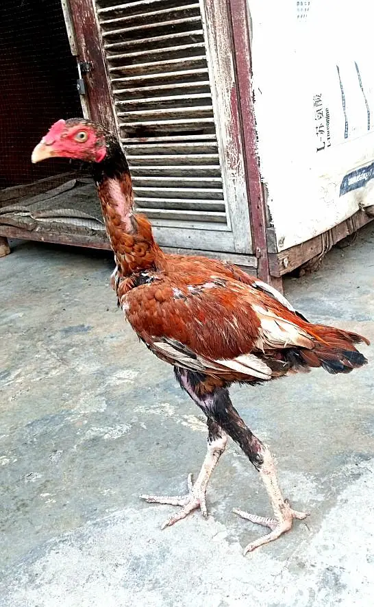 aseel mianwali for sale — photo 2