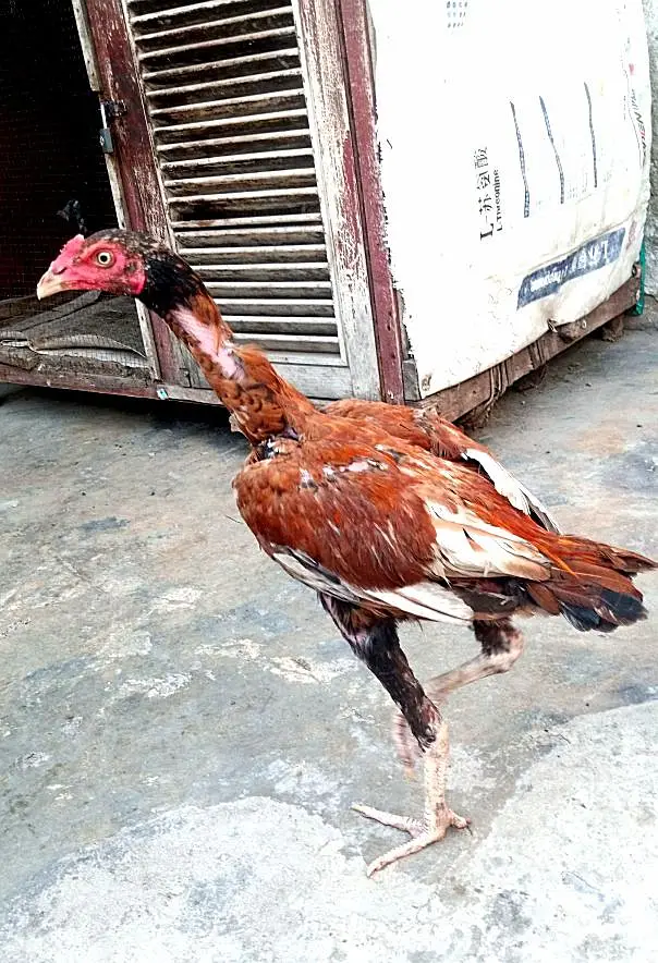 aseel mianwali for sale — photo 3