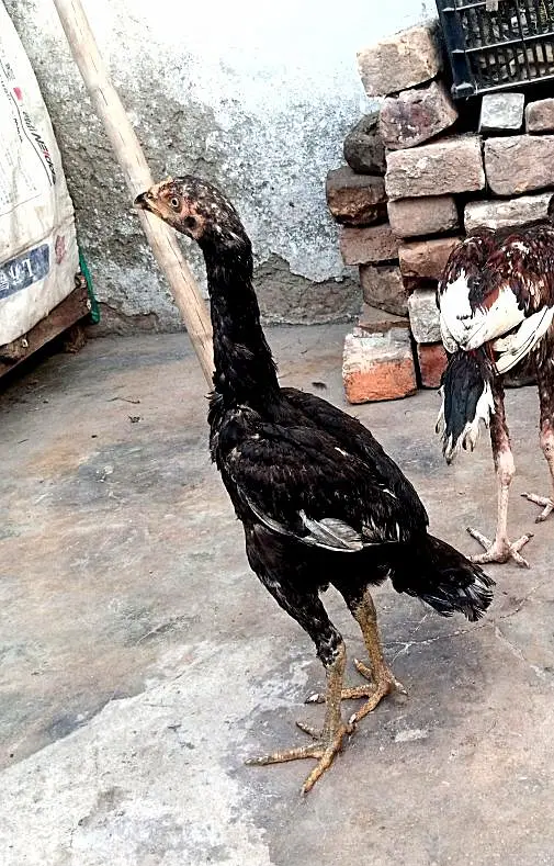 aseel mianwali for sale — photo 4