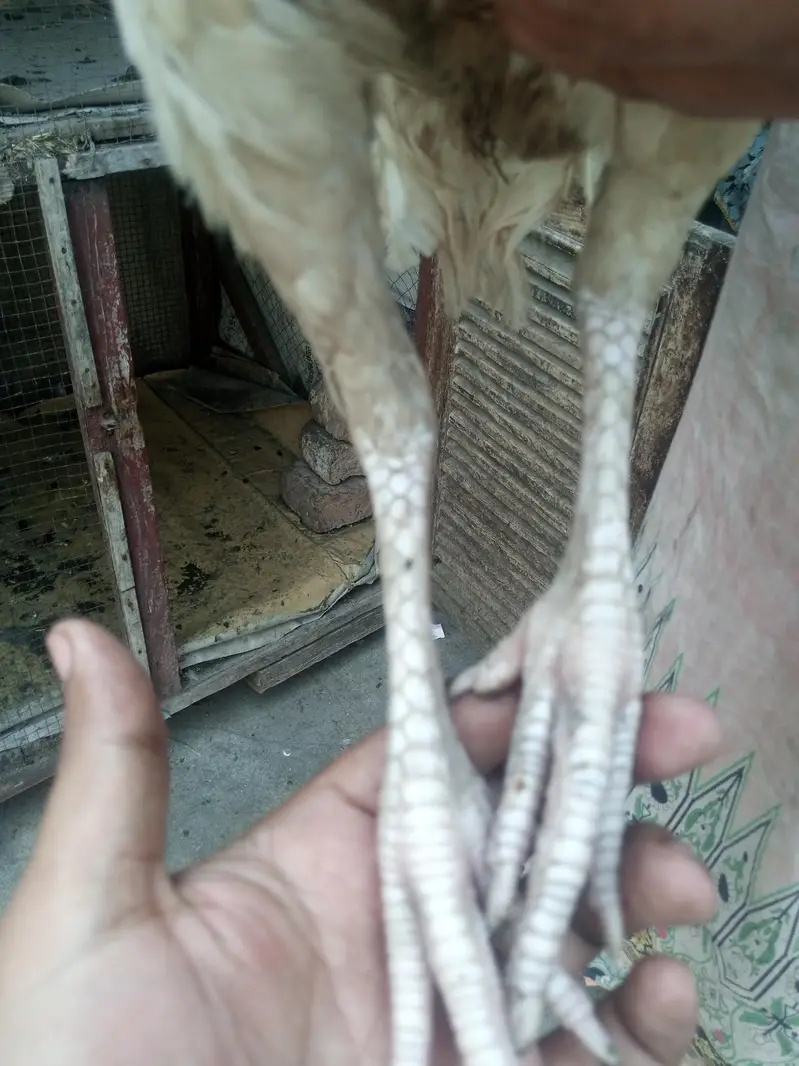aseel mianwali for sale — photo 6