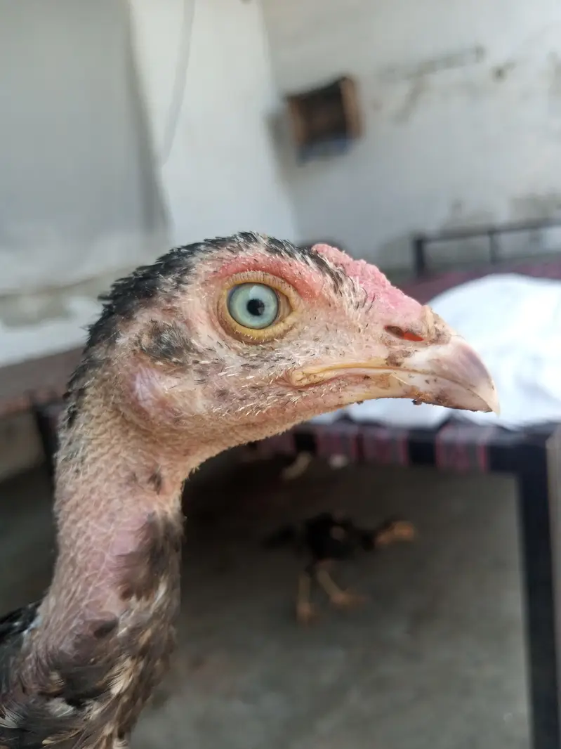 aseel mianwali for sale — photo 7