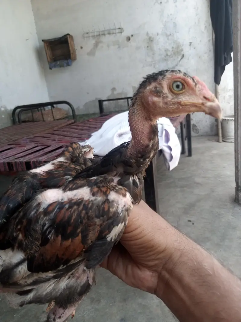 aseel mianwali for sale — photo 8