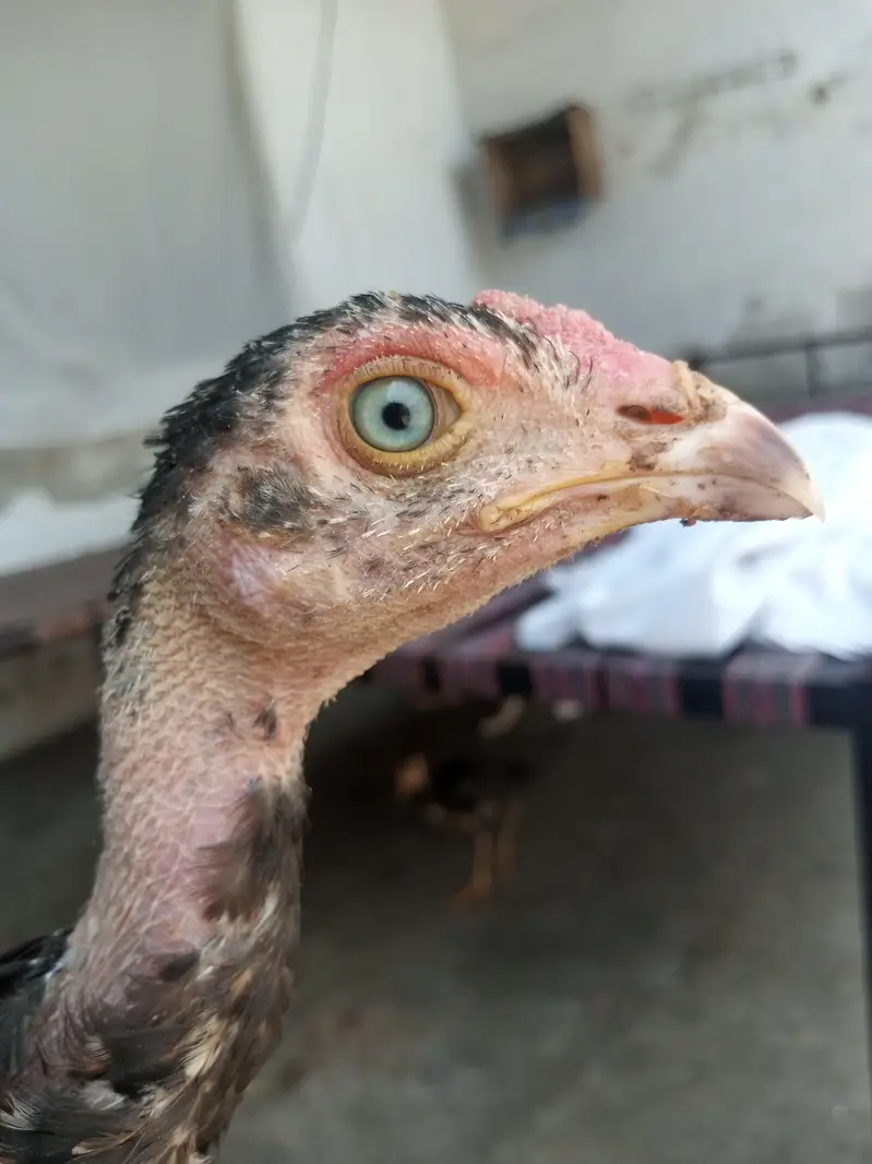 aseel mianwali for sale — photo 9