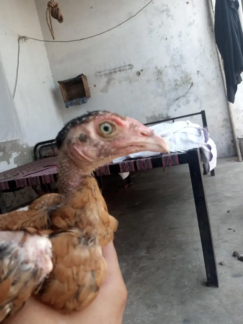 aseel mianwali for sale — photo 10
