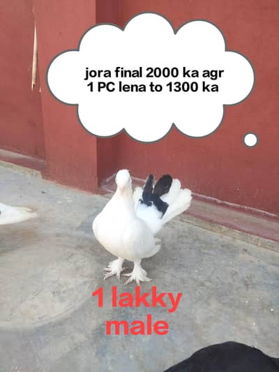 lakky or shrazi jisne lane whi rabta kare 03206347992
