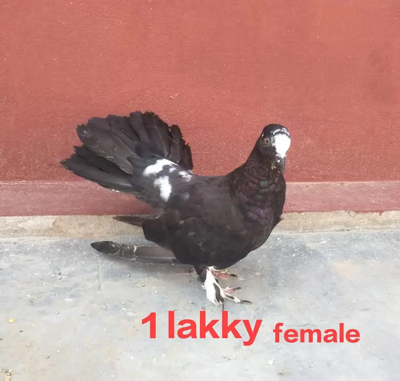 lakky or shrazi jisne lane whi rabta kare 03206347992 — photo 2