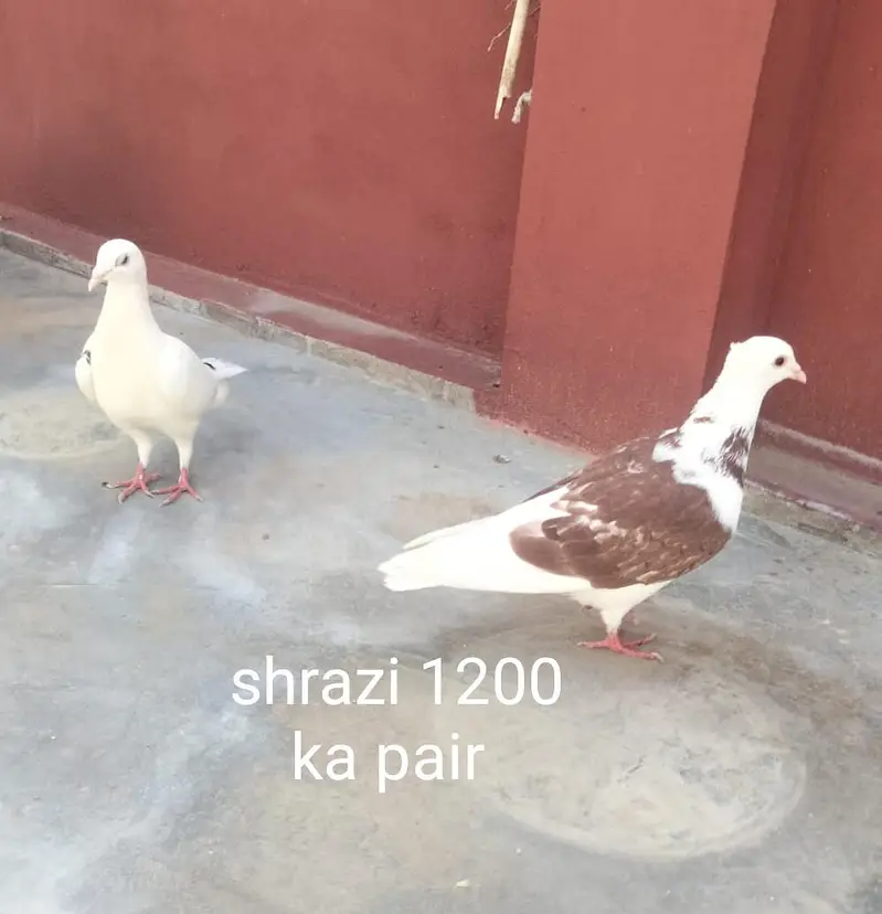 lakky or shrazi jisne lane whi rabta kare 03206347992 — photo 3