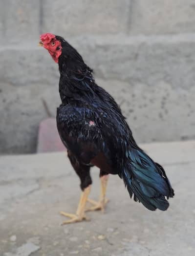 aseel mianwali