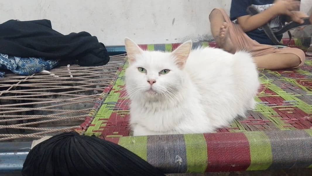 Persian cat 0