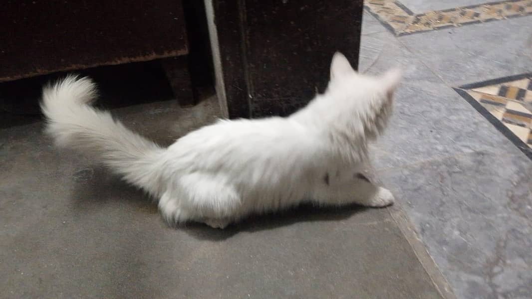 Persian cat 1