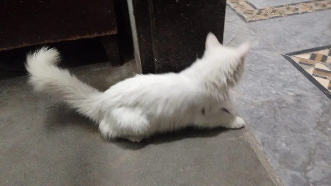 Persian cat — photo 2
