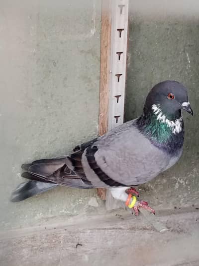 Kabutar for sale