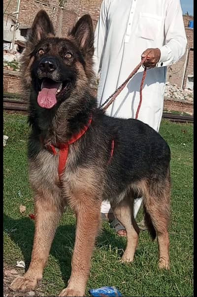 bagiyali Shepherd  male age 7 months full security Dog
