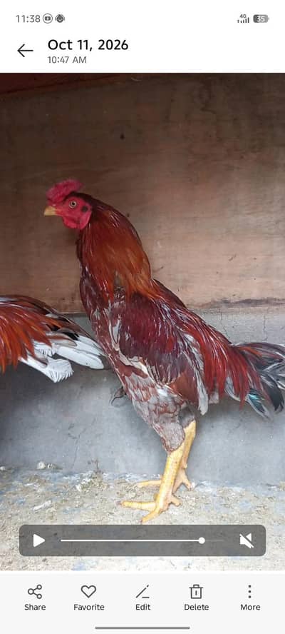 ASEEL MIANWALI Rs. 6,500