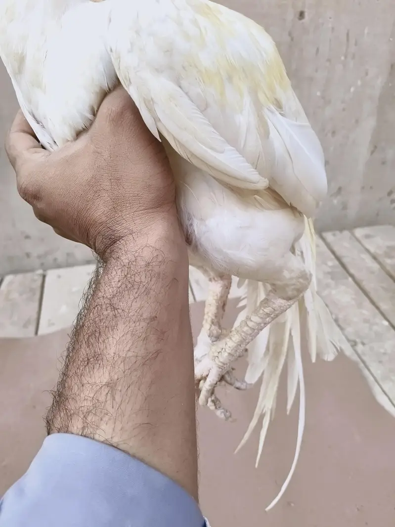 aseel morga hera 03237374911 — photo 4