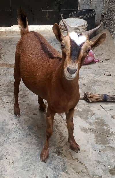 koden female