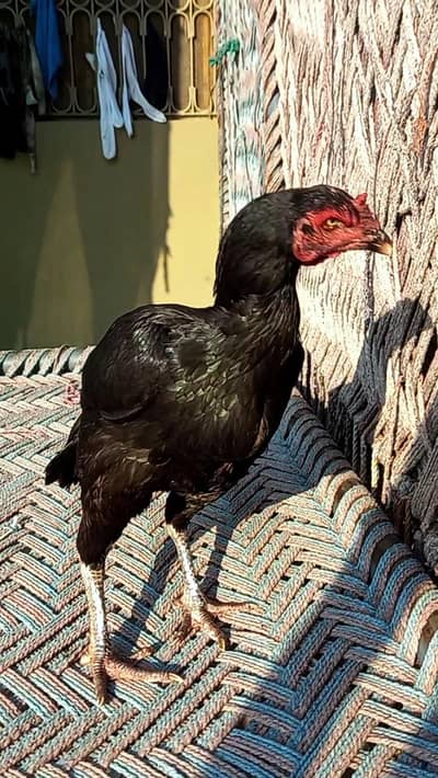 Pure Aseel Murgi Black