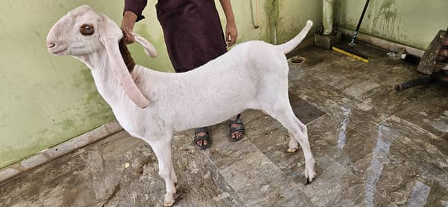 Gulabi Rajanpuri Breeder
