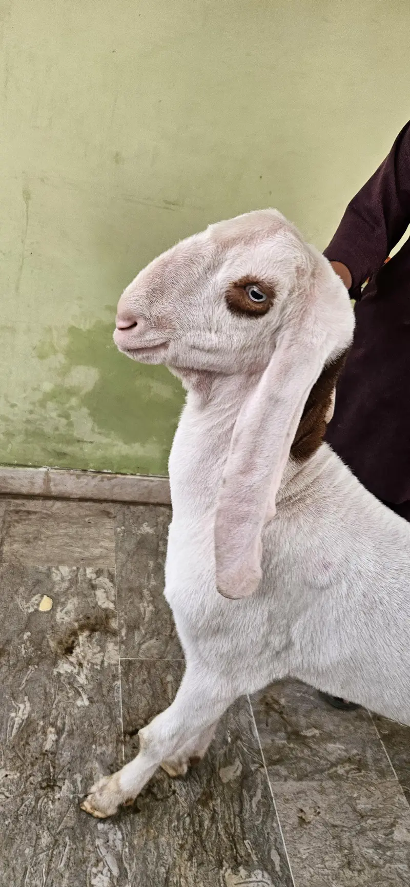Gulabi Rajanpuri Breeder — photo 2