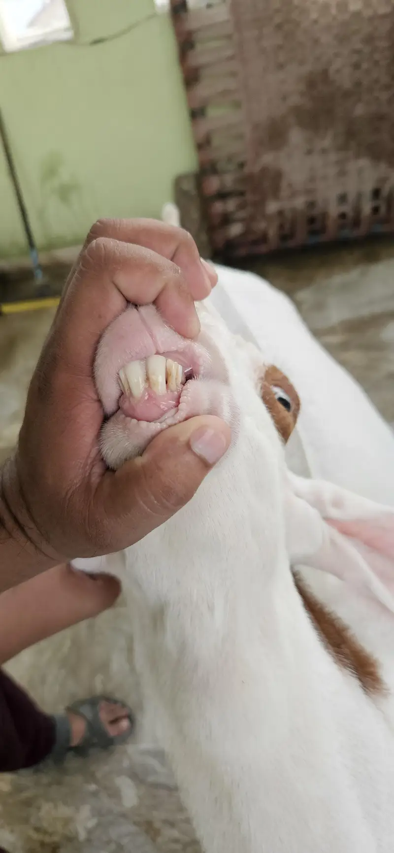 Gulabi Rajanpuri Breeder — photo 3