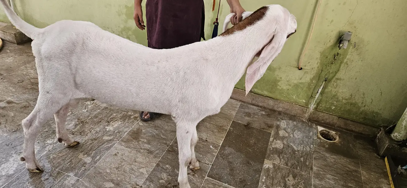 Gulabi Rajanpuri Breeder — photo 4