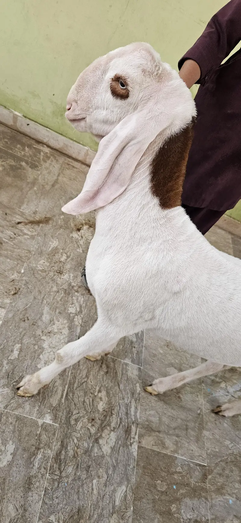 Gulabi Rajanpuri Breeder — photo 5