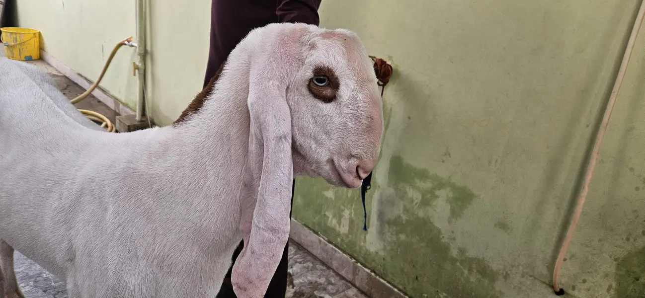 Gulabi Rajanpuri Breeder — photo 6