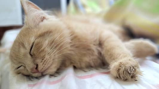 2.5 Months old persian kitten (Male) for sale
