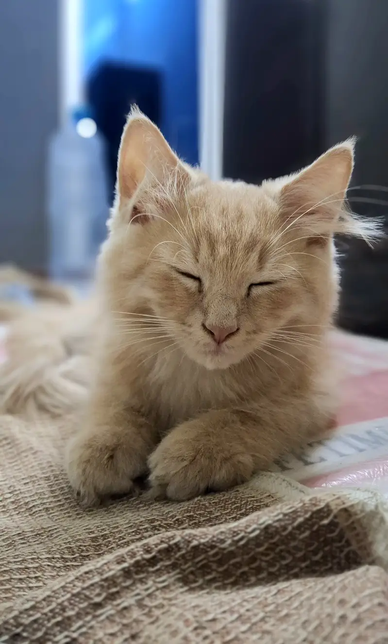 2.5 Months old persian kitten (Male) for sale — photo 2